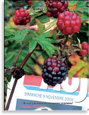Ежевика – Rubus Caesius