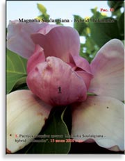Magnolia Soulangiana – hybrid «Iolannthe»