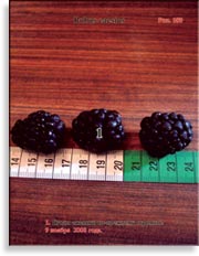 Ежевика – Rubus Caesius