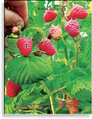 Красная малина – Rubus daeus