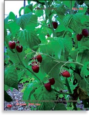 Красная малина – Rubus daeus