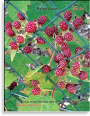Красная малина – Rubus daeus