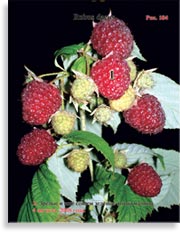 Красная малина – Rubus daeus