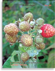 Красная малина – Rubus daeus