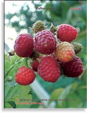 Красная малина – Rubus daeus