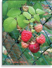 Красная малина – Rubus daeus
