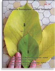 Magnolia «Iolannthe»