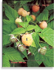 Малина жёлтая – Rubus ellipticus