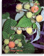 Малина жёлтая – Rubus ellipticus