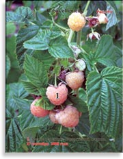Малина жёлтая – Rubus ellipticus