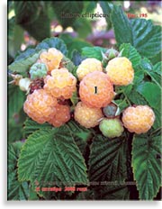 Малина жёлтая – Rubus ellipticus