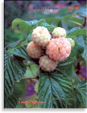 Малина жёлтая – Rubus ellipticus