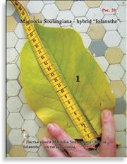 Magnolia «Iolannthe»