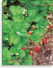 Клубника, садовая земляника – Fragaria ananassa