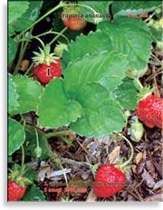 Клубника, садовая земляника – Fragaria ananassa