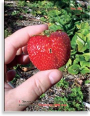 Клубника, садовая земляника – Fragaria ananassa