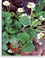 Клубника, садовая земляника – Fragaria ananassa