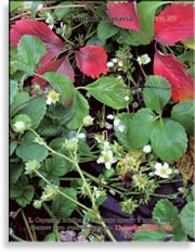 Клубника, садовая земляника – Fragaria ananassa