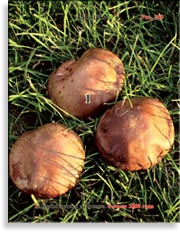 Гриб шитаки – Shiitake