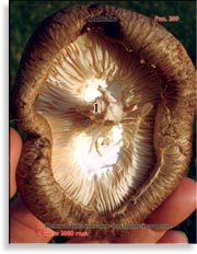 Гриб шитаки – Shiitake