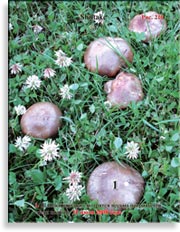 Гриб шитаки – Shiitake