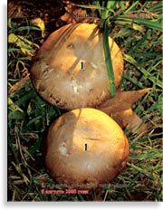 Гриб шитаки – Shiitake