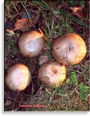 Гриб шитаки – Shiitake