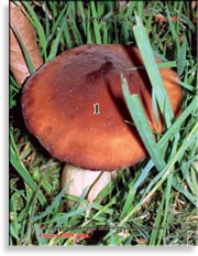 Королевский гриб (чёрный шампиньон) – Agaricus Black