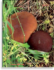 Королевский гриб (чёрный шампиньон) – Agaricus Black