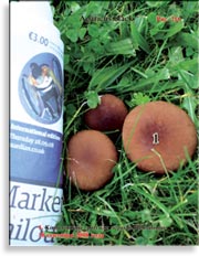 Королевский гриб (чёрный шампиньон) – Agaricus Black