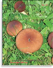 Королевский гриб (чёрный шампиньон) – Agaricus Black