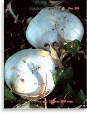 Шампиньон садовый – Agaricus Bisporus