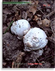 Шишковый гриб – Amanita Strobiliformis