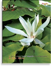 Magnolia «Lotus»