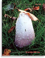 Волосатый навозник – Coprinus comatus