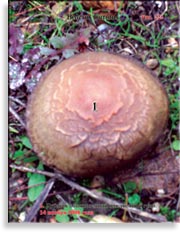 Ведьмин гриб или змеиный гриб – Boletus Luridus