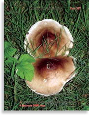 Устричный гриб – Pleurotus Ostreatus