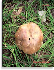 Подосиновик – Xerocomtus badius