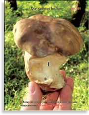 Подосиновик – Xerocomtus badius