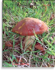 Перечный гриб – Chalciporus piperarus