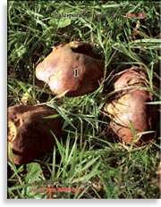 Перечный гриб – Chalciporus piperarus