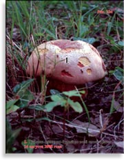 Дубовик оливково-бурый (боровик) – Boletus luridus