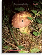 Польский гриб – Xerocomus badius