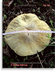 Подберёзовик белый – Leccinum holopus