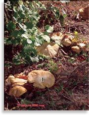 Маслёнок обыкновенный – Suillus luteus