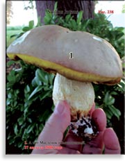 Белый гриб – Boletus edulis