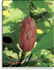 Magnolia «Lotus»