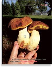 Белый гриб – Boletus edulis