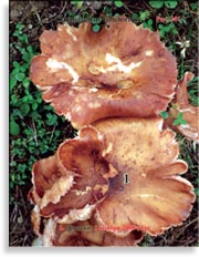 Лисички – Cantharellus tubiformis