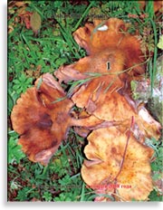 Лисички – Cantharellus tubiformis